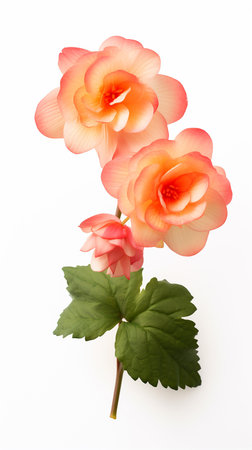 Photo of beautiful Begonia flower isolated on white backgroundの素材