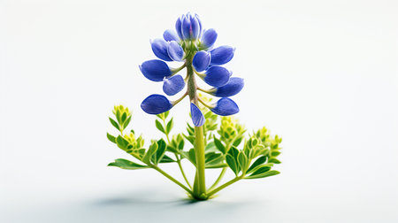 Photo of beautiful Bluebonnet flower isolated on white backgroundの素材