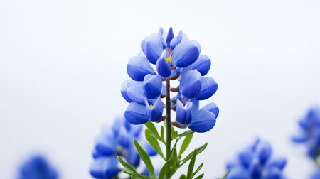 Photo of beautiful Bluebonnet flower isolated on white backgroundの素材