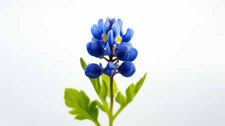 Photo of beautiful Bluebonnet flower isolated on white backgroundの素材