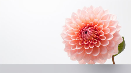 Photo of beautiful Dahlia flower isolated on white backgroundの素材