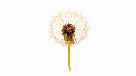 Photo of beautiful Dandelion flower isolated on white backgroundの素材