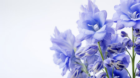 Photo of beautiful Delphinium flower isolated on white backgroundの素材
