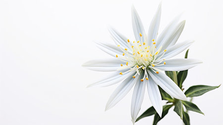Photo of beautiful Edelweiss flower isolated on white backgroundの素材
