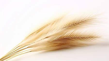 Photo of beautiful Feather Reed Grass flower isolated on white backgroundの素材