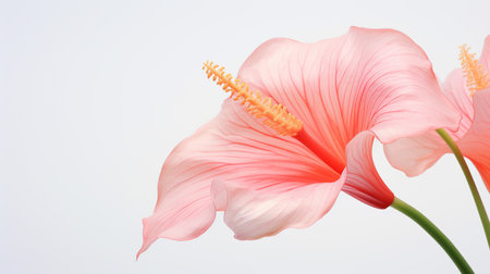 Photo of beautiful Flamingo flower isolated on white backgroundの素材