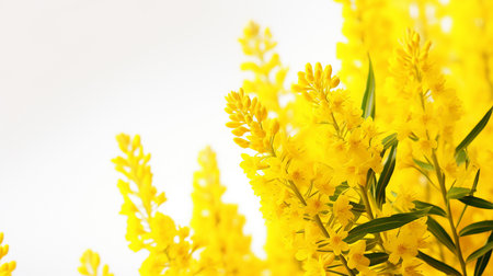 Photo of beautiful Goldenrod flower isolated on white backgroundの素材