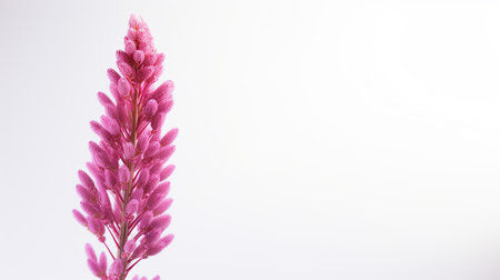 Photo of beautiful Heather flower isolated on white backgroundの素材