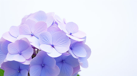 Photo of beautiful Hydrangea flower isolated on white backgroundの素材