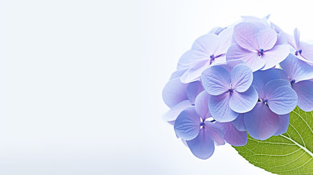 Photo of beautiful Hydrangea flower isolated on white backgroundの素材