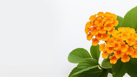 Photo of beautiful Lantana flower isolated on white backgroundの素材