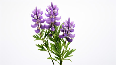 Photo of beautiful Lupine flower isolated on white backgroundの素材