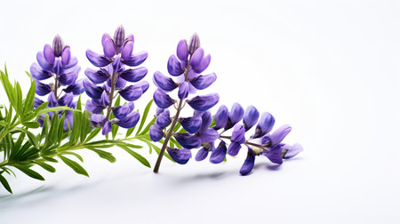 Photo of beautiful Lupine flower isolated on white backgroundの素材