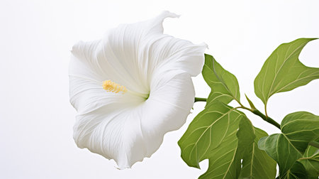 Photo of beautiful Moonflower isolated on white backgroundの素材