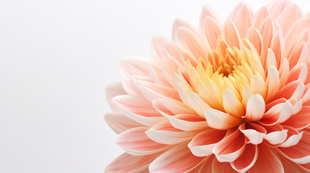 Photo of beautiful Mums flower isolated on white backgroundの素材