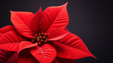 Photo of beautiful Poinsettia flower isolated on white backgroundの素材