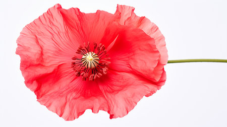 Photo of beautiful Poppy flower isolated on white backgroundの素材
