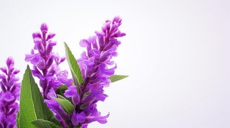 Photo of beautiful Salvia flower isolated on white backgroundの素材