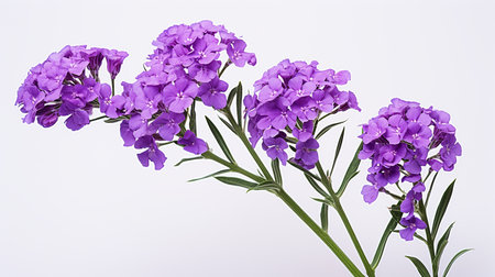 Photo of beautiful Statice flower isolated on white backgroundの素材