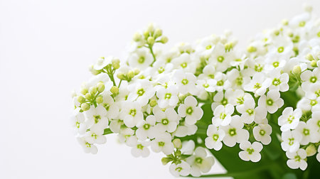 Photo of beautiful Sweet Alyssum flower isolated on white backgroundの素材