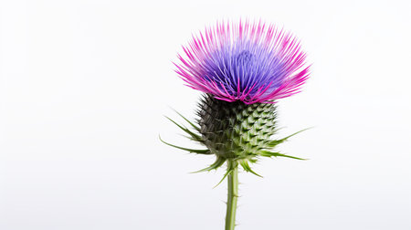 Photo of beautiful Thistle flower isolated on white backgroundの素材