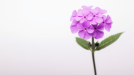 Photo of beautiful Verbena flower isolated on white backgroundの素材