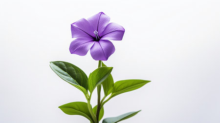 Photo of beautiful Vinca flower isolated on white backgroundの素材