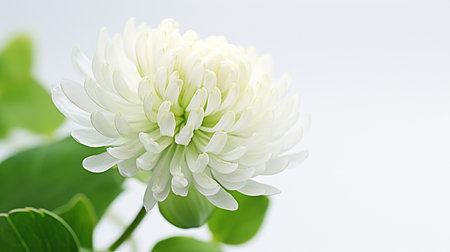 Photo of beautiful White Clover flower isolated on white backgroundの素材