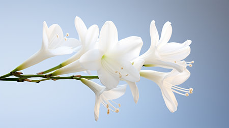 Photo of beautiful Yucca flower isolated on white backgroundの素材
