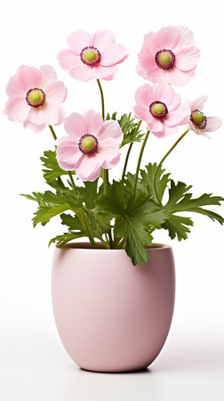 Photo of Anemone flower in pot isolated on white backgroundの素材