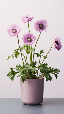 Photo of Anemone flower in pot isolated on white backgroundの素材
