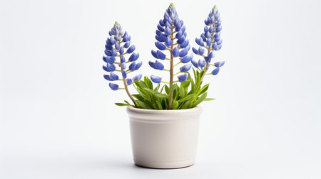 Photo of Bluebonnet flower in pot isolated on white backgroundの素材