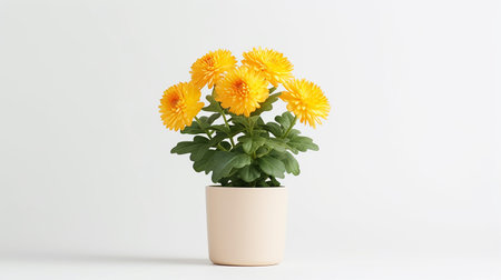 Photo of Chrysanthemum flower in pot isolated on white backgroundの素材