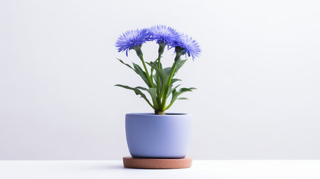 Photo of Cornflower in pot isolated on white backgroundの素材