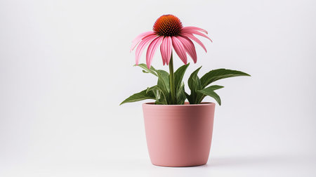 Photo of Echinacea flower in pot isolated on white backgroundの素材
