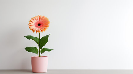 Photo of Gerbera flower in pot isolated on white backgroundの素材