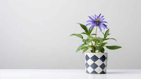 Photo of Harlequin flower in pot isolated on white backgroundの素材