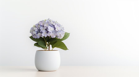 Photo of Hydrangea flower in pot isolated on white backgroundの素材