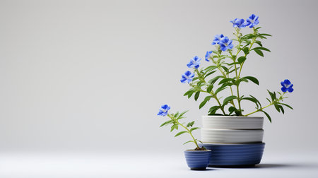 Photo of Jacobs Ladder flower in pot isolated on white backgroundの素材