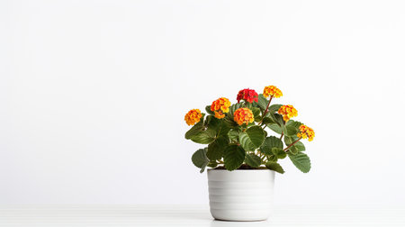 Photo of Lantana flower in pot isolated on white backgroundの素材