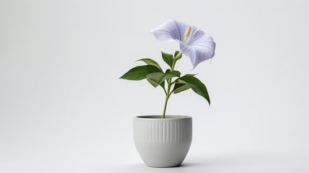 Photo of Moonflower in pot isolated on white backgroundの素材