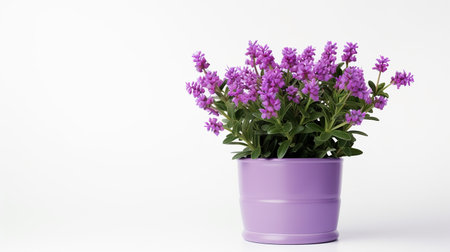 Photo of Statice flower in pot isolated on white backgroundの素材