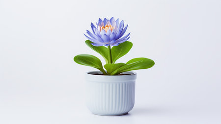 Photo of Water Lily flower in pot isolated on white backgroundの素材