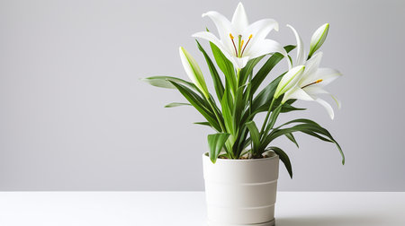 Photo of lily flower in pot isolated on white backgroundの素材