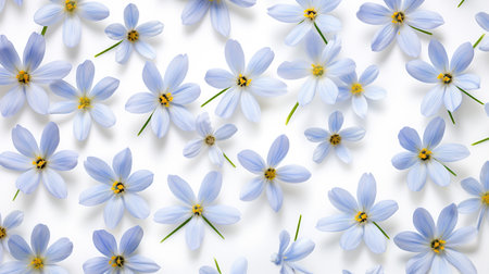 Blue Eyed Grass flower patterned backgroundの素材