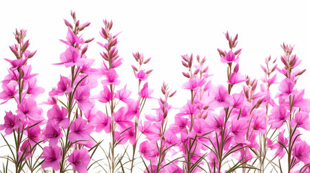 Fireweed flower patterned backgroundの素材