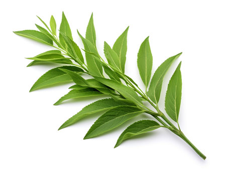 Lemon Verbena isolated on white backgroundの素材