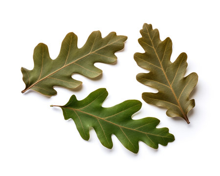 Oak Leaves isolated on white backgroundの素材