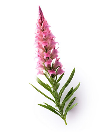 The Alerce Costero isolated on white backgroundの素材