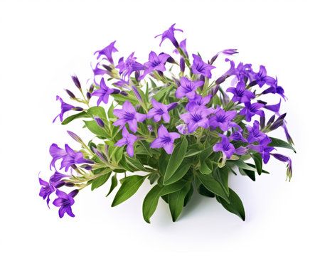 Lobelia isolated on white backgroundの素材